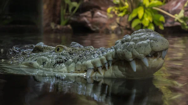 Fața Crocodilului Suprafața Apei Aproape Condițiile Naturale Ale Junglei — Fotografie, imagine de stoc
