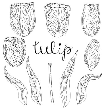 Vektör izole lale beyaz.