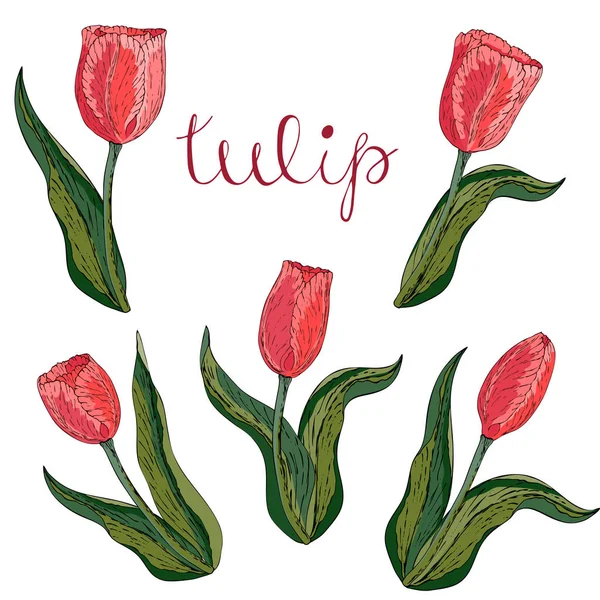 Tulipe de corail isolée vectorielle sur blanc — Image vectorielle