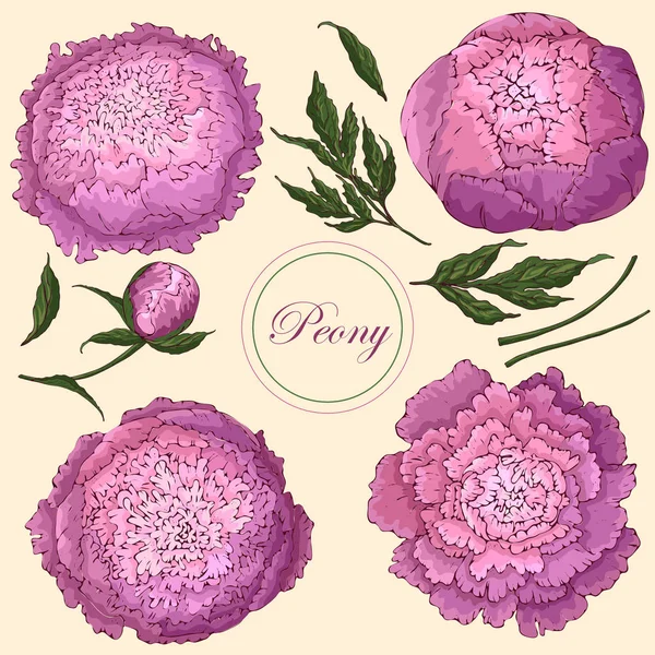 Pivoines vectorielles. Ensemble de fleurs isolées rose-lilas — Image vectorielle