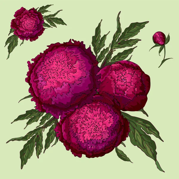 Vector peonies. Set of isolated burgundy flowers. — Stock Vector