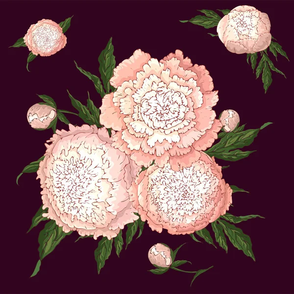 Pivoines vectorielles. Ensemble de fleurs isolées rose clair . — Image vectorielle