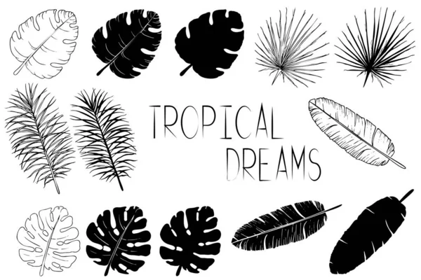Set di foglie di palma bianco e nero. Silhouette isolate — Vettoriale Stock