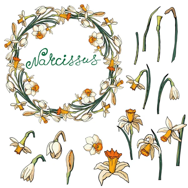 Illustration florale vectorielle narcisse — Image vectorielle