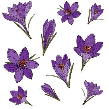 Crocuses ile vektör kartı