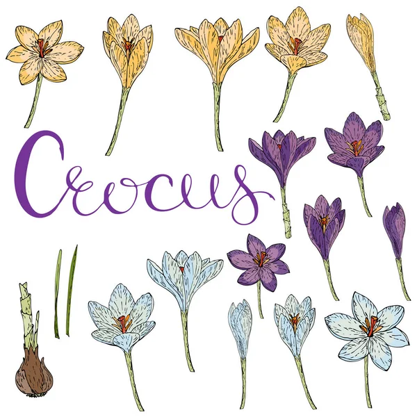 Carte vectorielle avec crocus — Image vectorielle