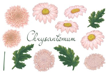 Krizantem ile vektör çiçek illüstrasyon.