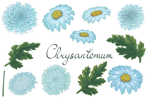 Illustration florale vectorielle avec chrysanthème . — Image vectorielle