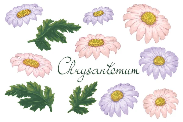 Illustration florale vectorielle avec chrysanthème violet . — Image vectorielle