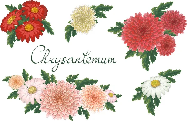 Illustration florale vectorielle avec chrysanthème . — Image vectorielle