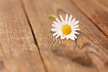 Kırsal ahşap arka planda Marguerite