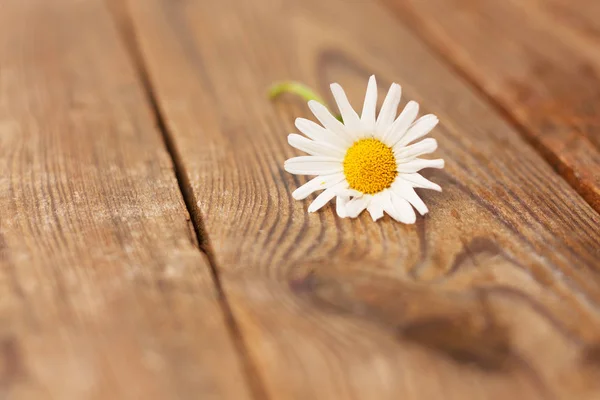 Kırsal ahşap arka planda Marguerite