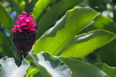 Yeşil yaprak arka planda güzel bir tropikal kırmızı zencefil çiçeği