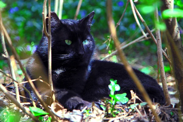 Svart Katt Med Gröna Ögon Trädgården — Stockfoto