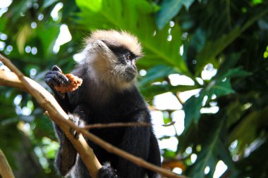 Ağaç, yağmur ormanı ve ormanda oturan, etrafa bakan doğal yaşam alanında yiyecek yiyen maymun. Sri Lanka. Asya. Mor yüzlü langur.