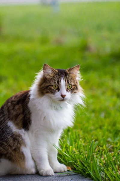 Porträtt Bedårande Maine Coon Katt Trädgården Söt Inhemsk Katt Framifrån — Stockfoto