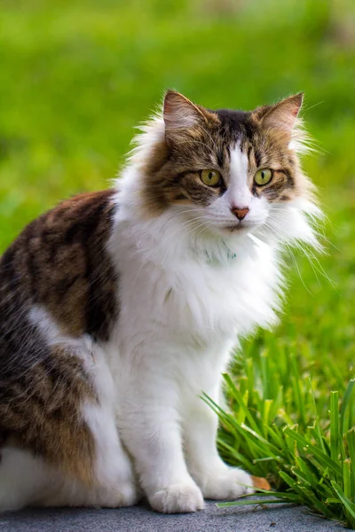 Porträtt Bedårande Maine Coon Katt Trädgården Söt Inhemsk Katt Framifrån — Stockfoto