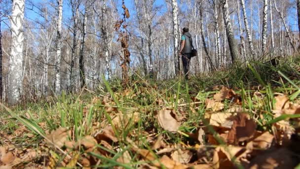 Padre con su hija a las manos caminando en el bosque otoñal — Vídeo de stock