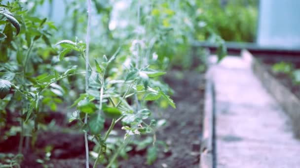 Plantas de tomate en proceso de crecimiento en el invernadero . — Vídeos de Stock