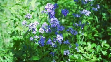 Tatlı roket çiçekleri, Hesperis matronalis