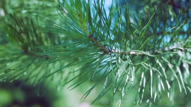 Close-up. Um ramo de conífera, pinheiro — Vídeo de Stock
