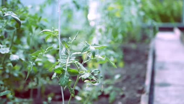 温室生长过程中的番茄植物. — 图库视频影像