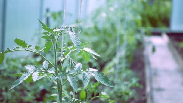 Tomatenplanten in het groeiproces in de kas. — Stockvideo