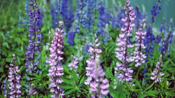 Close-up: Lupinus, tremoço, campo de tremoço com flores roxas e azuis rosa — Vídeo de Stock