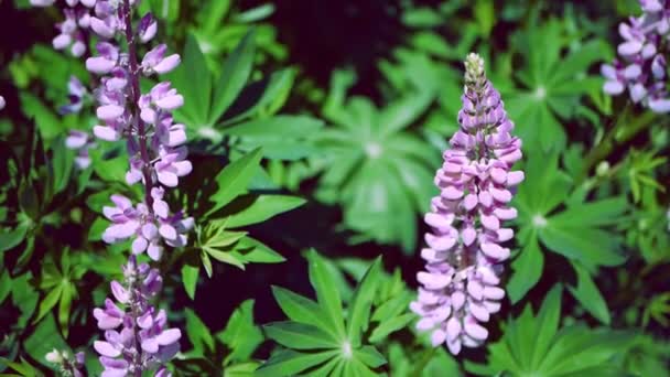 Közeli: Lupinus, Lupin rózsaszín lila virágokkal. — Stock videók