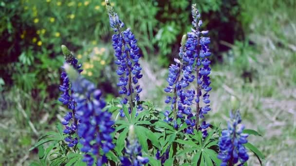 Närbild: Lupinus, Lupin med blå blommor — Stockvideo