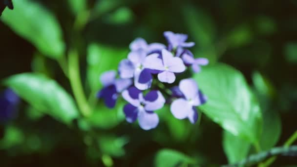 Hesperis matronalis Dames Rocket . Blue flower blur. — Stock Video