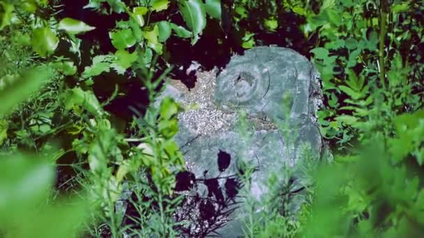 Trozo de árbol en el bosque. Árboles siendo talados en un bosque denso. Cortar árboles y problemas de conservación de la naturaleza . — Vídeos de Stock