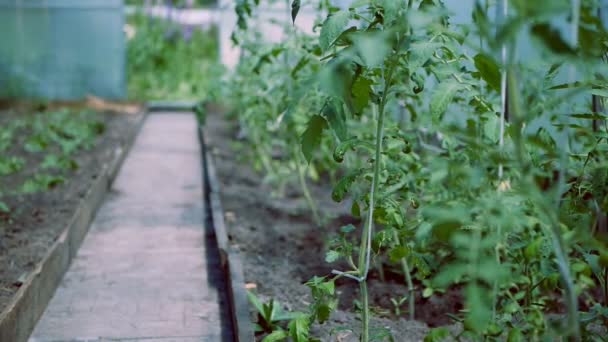 Piante di pomodoro in fase di crescita in serra . — Video Stock