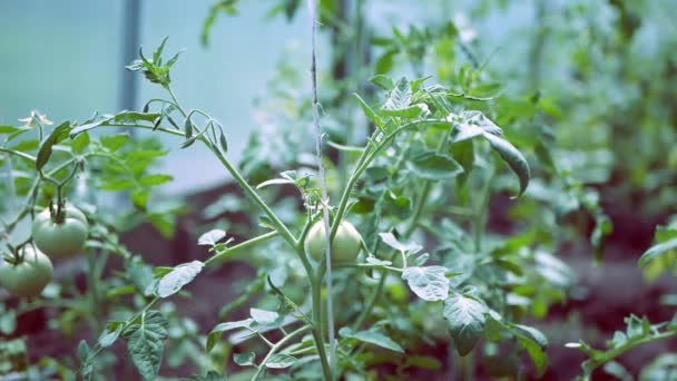 Rostliny rajčete v procesu růstu ve skleníku. — Stock video