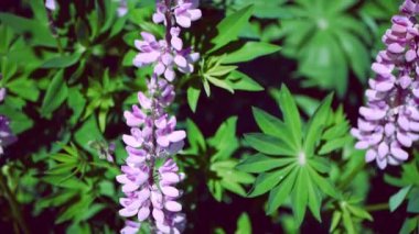 Close-Up: Lupinus, pembe mor çiçeklerle lupin.