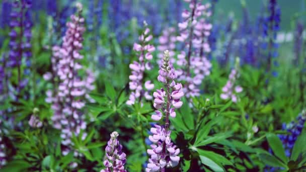 Close-up: Lupinus, tremoço, campo de tremoço com flores roxas e azuis rosa — Vídeo de Stock