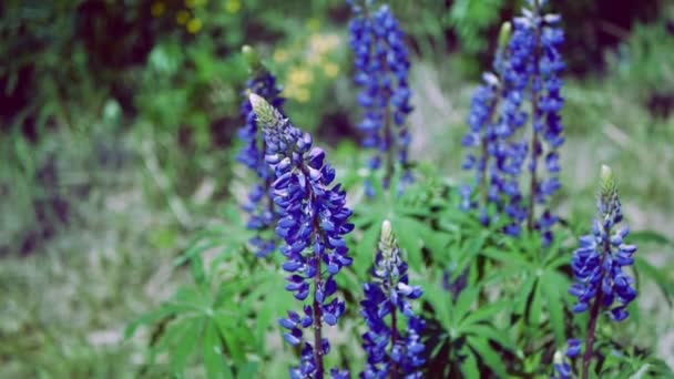 Närbild: Lupinus, Lupin med blå blommor — Stockvideo