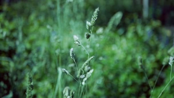 Green spikelet of meadow grass in the wind against a background of green grass. — Stock Video