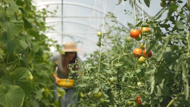 Mujer sonriente recoge tomates rojos en un invernadero — Vídeos de Stock