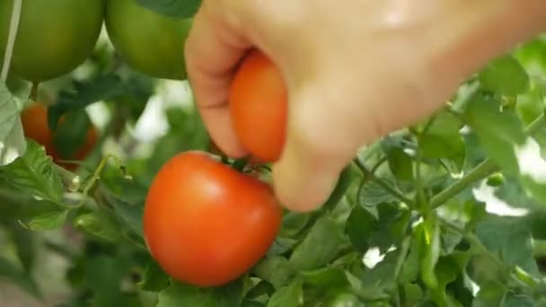 Mão das mulheres coleta tomates vermelhos em uma estufa — Vídeo de Stock