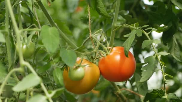 Red tomatoes ripening in the greenhouse. — Stock Video