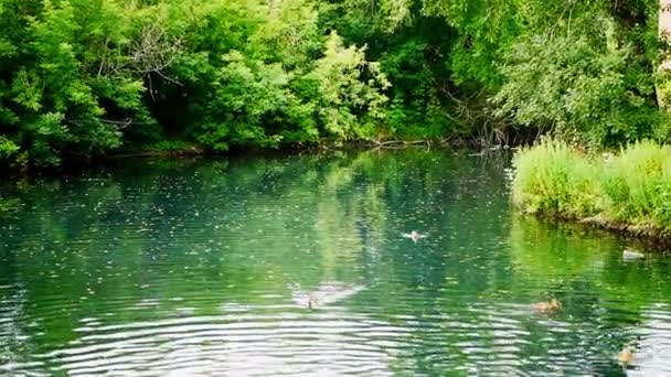 Утки плавают в пруду — стоковое видео