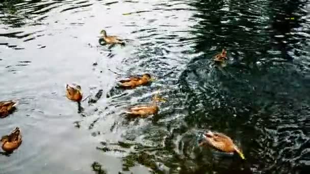 Enten treiben im Teich — Stockvideo