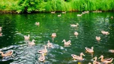 Ördekler bir gölette yüzerken ekmek yerler. Gölde aç ördekler.