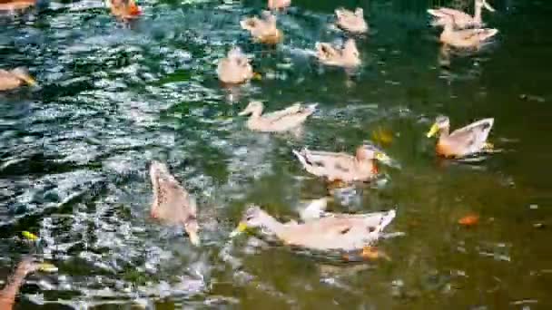 Качки їдять хліб, плаваючи в ставку. Голодні качки в озері . — стокове відео