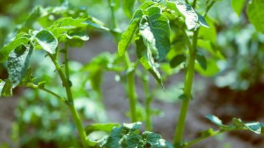 Patates bitkisi toprakta yetişir.