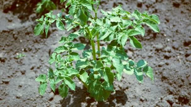 Pomme de terre plante pousse dans le sol — Video