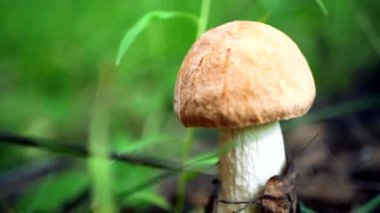 Bıçaklı bir adamın eli ormandaki çimenlerde yetişen yenilebilir mantarı keser.