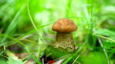 Bıçaklı bir adamın eli ormandaki çimenlerde yetişen yenilebilir mantarı keser.