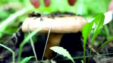 Bıçaklı bir adamın eli ormandaki çimenlerde yetişen yenilebilir mantarı keser.